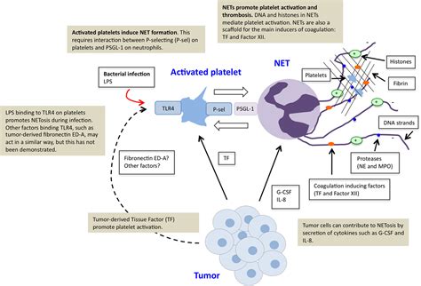 netosis|netosis cancer.